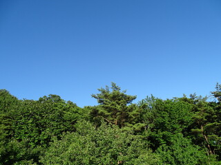 青空と森