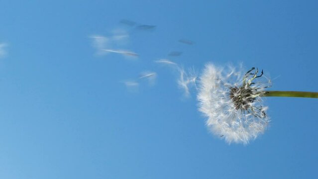 Vertical slow motion of blowing white dandelion flower, seeds flying over blue 