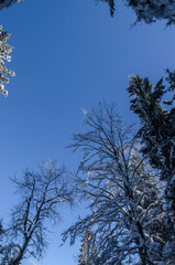 Korony drzew i niebo  © wedrownik52