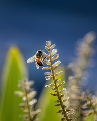 Backlit honey bee gathering nectar and pollen from cabbage tree flowers. Vertical format.