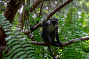 Witness the captivating beauty of the Jozani Forest in Zanzibar, a world-renowned destination that is home to some of the rarest species of monkeys in the world.