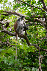 Witness the captivating beauty of the Jozani Forest in Zanzibar, a world-renowned destination that is home to some of the rarest species of monkeys in the world.