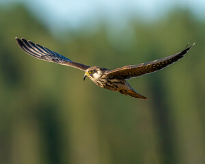 Young Red-footed falcon flying