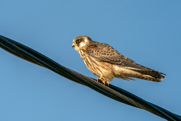Red-footed falcon on a powerline
