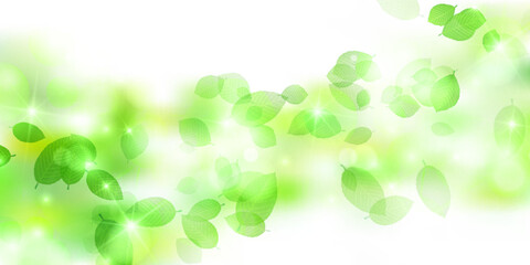 新緑　葉　風景　背景