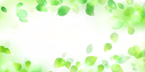 新緑　葉　風景　背景