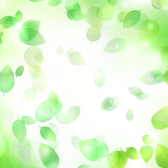 新緑　葉　風景　背景