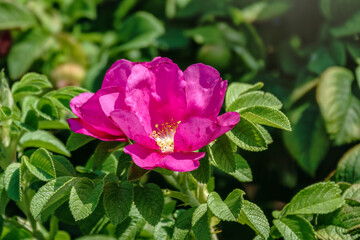 Obraz premium Blooming rosehip flower, beautiful pink flower on a bush branch. Beautiful natural background of blooming greenery.