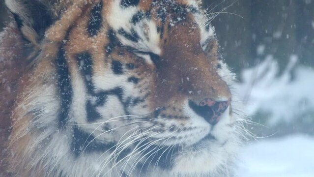 4k120 fps super slow motion video of big male Siberian tiger, panthera tigris altaica in cold winter forest after snowfall , national park Leopard Land, filmed on Nikon z9 high quality 8k camera