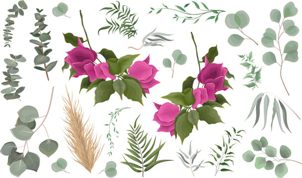 Vector Floral Set. Pink bougainvillea, tropical flower, shrub. Green leaves and plants on white background, eucalyptus