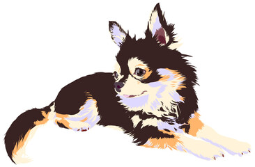 伏せをするチワワ