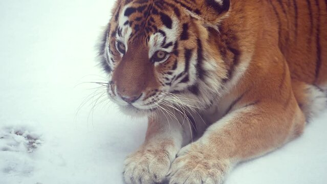 4k120 fps super slow motion video of big male Siberian tiger, panthera tigris altaica in cold winter forest after snowfall , national park Leopard Land, filmed on Nikon z9 high quality 8k camera