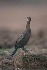 Little Cormorant Closeup
