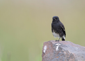 Pied bush chat on rock 
