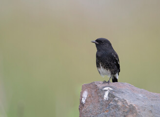blackbird on a rock