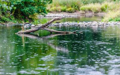 Reflet de la branche d'un arbre qui sort la tête de l'eau