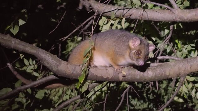 zoom in night shot of an eastern ringtail possum on the branch of a tree in the suburbs of the central coast of nsw, australia