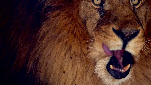 Big male lion king beautiful winter morning portrait at heavy snowfall, Southwest African lion close look with blurred snowflakes filmed on high quality high speed camera nikon z9 