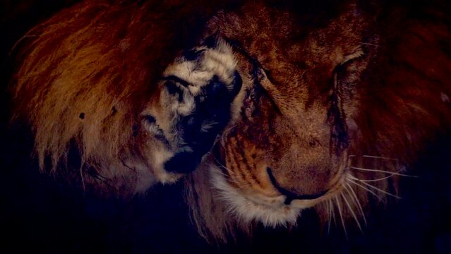 Big male lion king beautiful winter morning portrait at heavy snowfall, Southwest African lion close look with blurred snowflakes filmed on high quality high speed camera nikon z9 