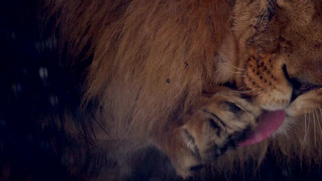 Big male lion king beautiful winter morning portrait at heavy snowfall, Southwest African lion close look with blurred snowflakes filmed on high quality high speed camera nikon z9 