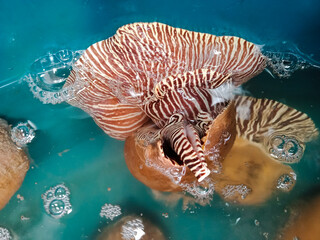 Fresh melon shells under water