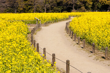 浜離宮恩賜庭園,菜の花