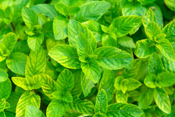 USA mint (Mentha) in the vegetable garden