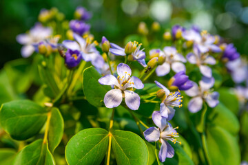 Flower of Lignum Vitae (Guaiacum officinale Linn)