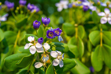 Flower of Lignum Vitae (Guaiacum officinale Linn)