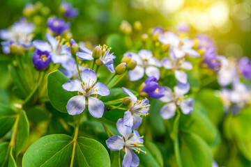 Flower of Lignum Vitae (Guaiacum officinale Linn)