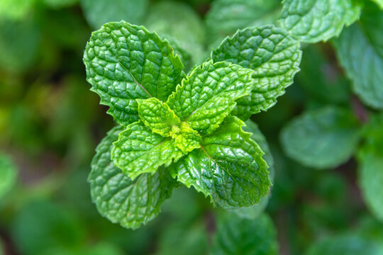 Thai Peppermint, Kitchen Mint, Marsh Mint, Mentha, Villosa Huds, Metha cordifolia Opiz, Labiatae, Menthol, Limonene, Neomenthol