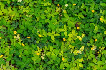 Pinto peanut (Arachis Pinto), grown for ground cover to help the soil to be fertile, Pinto peanut...
