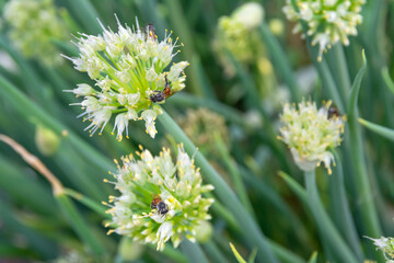 The green onion flowers with the bee that are sucking the nectar