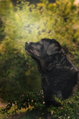 black labrador retriever