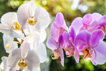 Fototapeta na wymiar White and Purple Orchids branch on green natural background 
