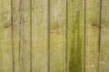 Fototapeta na wymiar Old wooden plank wall in light olive color as a pattern, background, texture