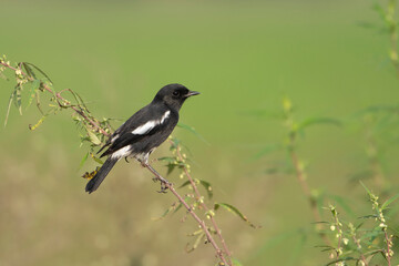 Pied bush chat 