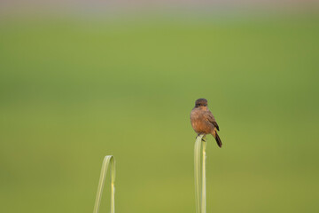 Pied bush chat Female 
