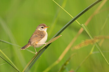 robin on a grass