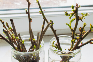 propagation of roses and currants by seedlings, rooting of seedlings, cuttings