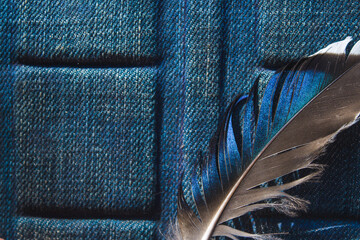 bright blue duck feather on denim background