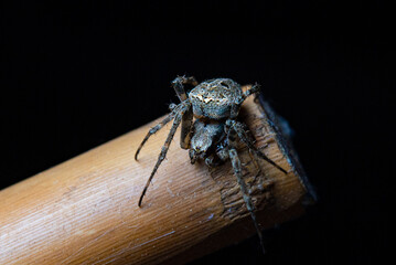 spider on a bamboo