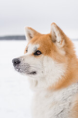 Naklejka na ściany i meble Akita inu dog on a winter walk on an ice lake