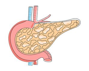 Pancreas with arteries are shown in doodle style. Internal organ of digestive system on white background. Health care icon vector in flat style for landing page