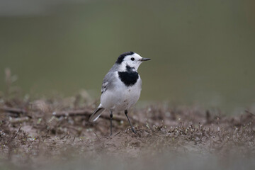 The White wagtail in Morning