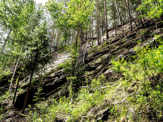 trees growing on the stone slopes of the mountains