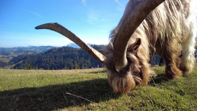 Close-up of a rare valais copperneck goat grazing on a meadow in Switzerland.