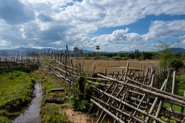 Fototapeta na wymiar Buffles dans un champ au Laos