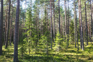 Forest on Koyonsaari Island. Karelia Republic summer landscape, Russia