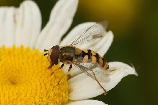 Closeup of a Migrant hoverfly, Eupeodes corollae, on a white pretty daisy flower in the garden